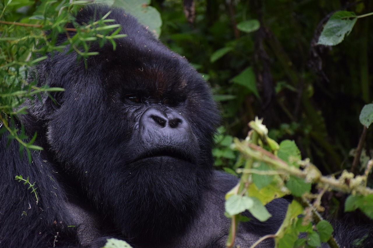 Luxury Rwanda Gorilla Trekking & Volcanoes National Park