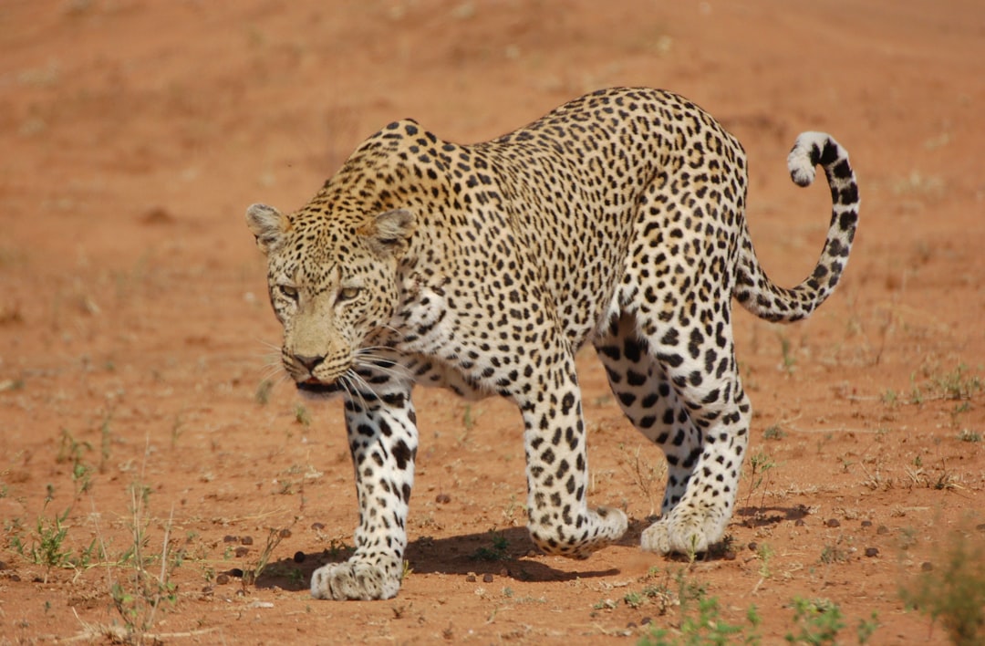 Tauck Luxury Safari