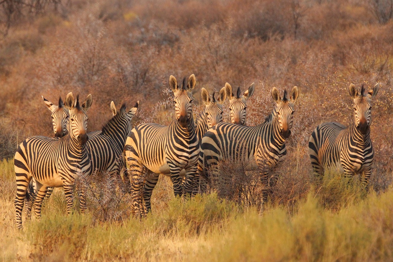 MT Sobek Luxury Safari